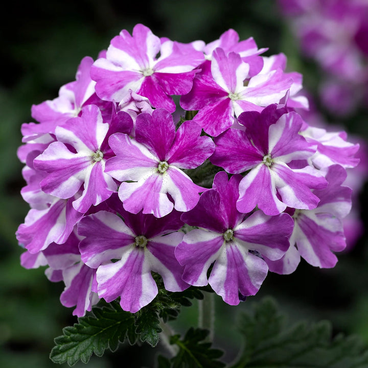 White Purple Geranium Flower Seeds for Planting – Heirloom, Non-GMO, Long Bloom, High Germination