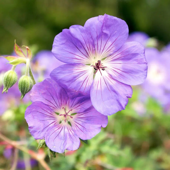 Light Purple Climbing Geranium Flower Seeds for Planting – Heirloom, Non-GMO, Hardy High Germination