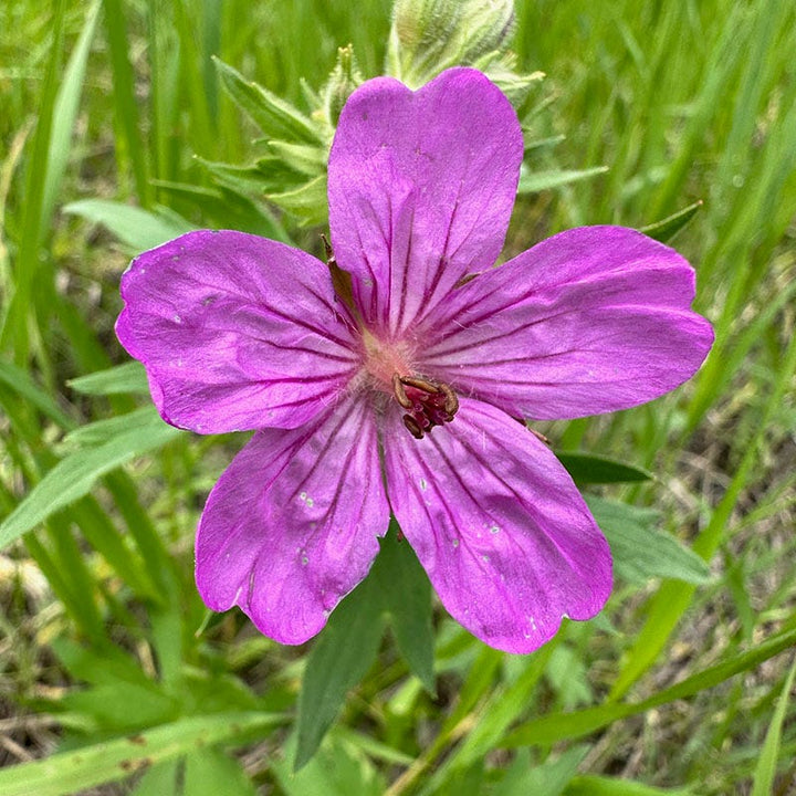 Geranium Viscosissimum Flower Seeds for Planting – Heirloom, Non-GMO, High Germination Organic Garden Seeds