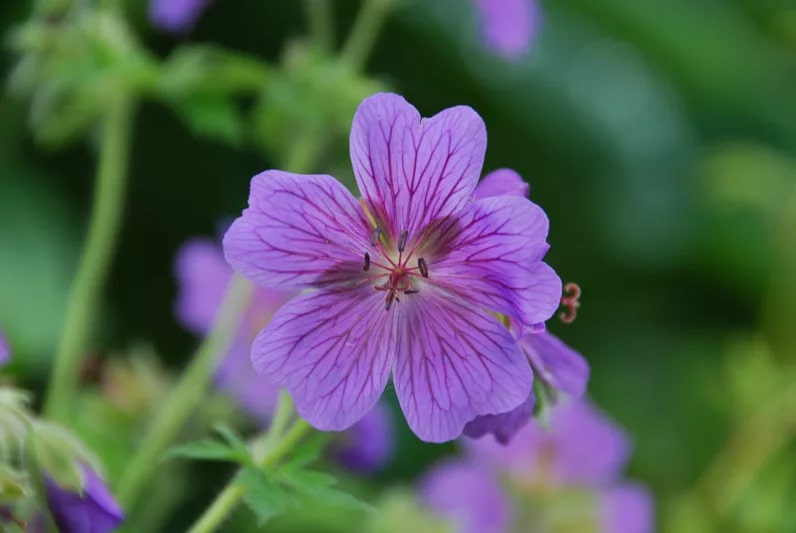 Purple Geranium Flower Seeds for Planting – Heirloom, Non-GMO, High Germination Organic Garden Seeds