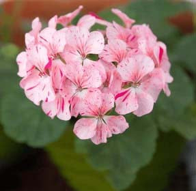 Light Pink White Geranium Flower Seeds for Planting – Heirloom, Non-GMO, Easy to Grow, High Germination