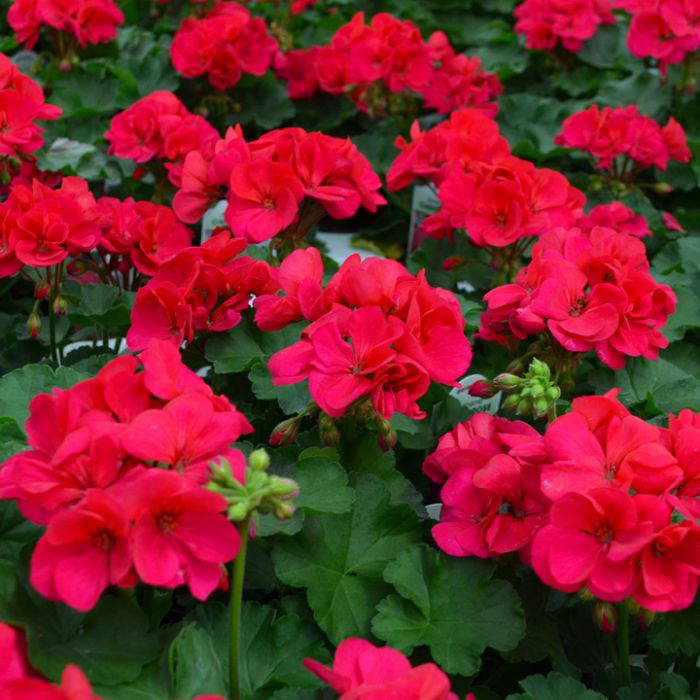 Geranium Pelargonium Rose Flower Seeds for Planting – Heirloom, Non-GMO, High Germination Organic Garden Seeds