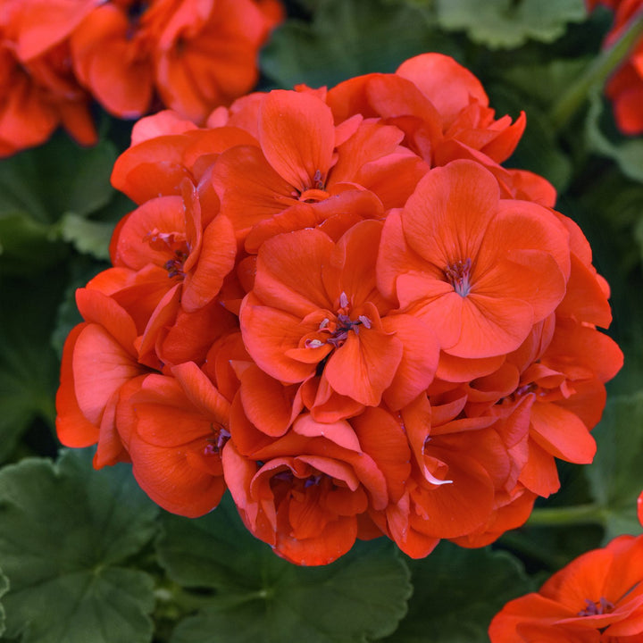 Orange Red Geranium Flower Seeds for Planting – Heirloom, Non-GMO, High Germination Organic Garden Seeds
