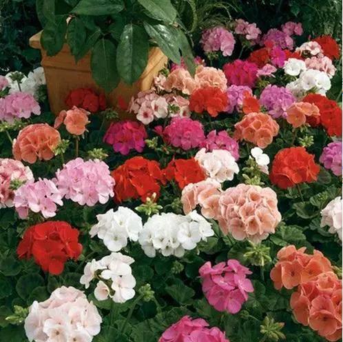 Mixed Geranium Flower seeds for Planting - Premium Quality, Heirloom & GMO Free Seeds for Home Garden, High Germination Organic Garden Seeds