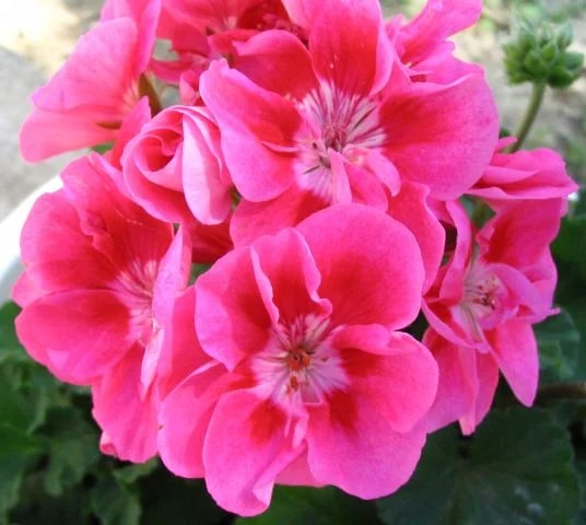 Pink Red Pelargonium Flower Seeds for Planting Heirloom Non-GMO Organic Garden Seeds