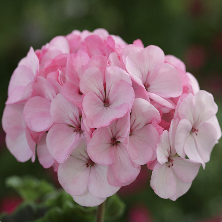 Flower Seeds, Seeds,Seeds For Planting,Plant Seeds