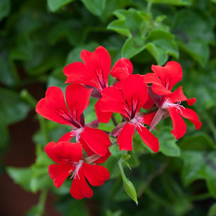 Flower Seeds, Seeds,Seeds For Planting,Plant Seeds