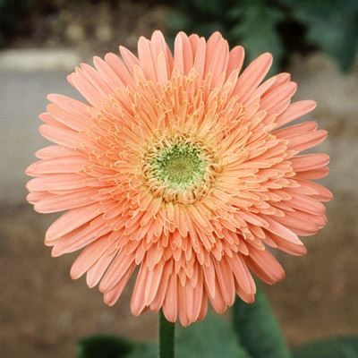 White Orange Aster Flower Seeds for Planting – Heirloom, Non-GMO, High Germination Organic Garden Seeds