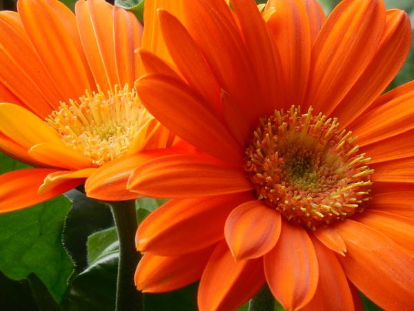 Orange Gerbera Jamesonii Flower Seeds for Planting – Heirloom, Non-GMO, High Germination Seeds