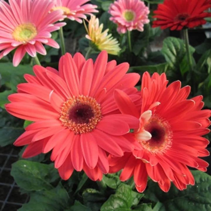 Gerbera Flower Seeds for Planting Red – Premium Quality, Heirloom, Non-GMO, High Germination Organic Garden Seeds