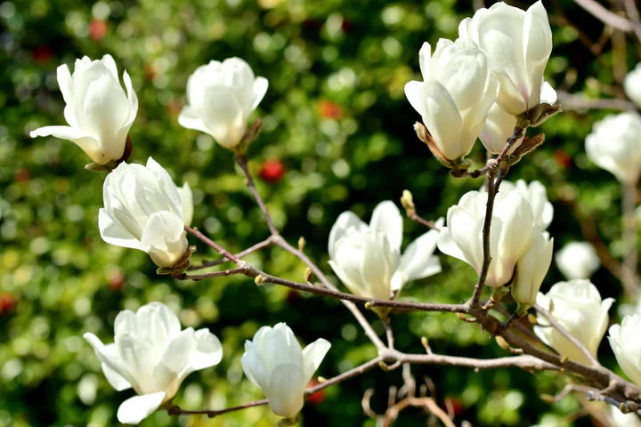 Pink White Yulan Flower Seeds for Planting - Heirloom, Non-GMO, High Germination Organic Garden Seeds