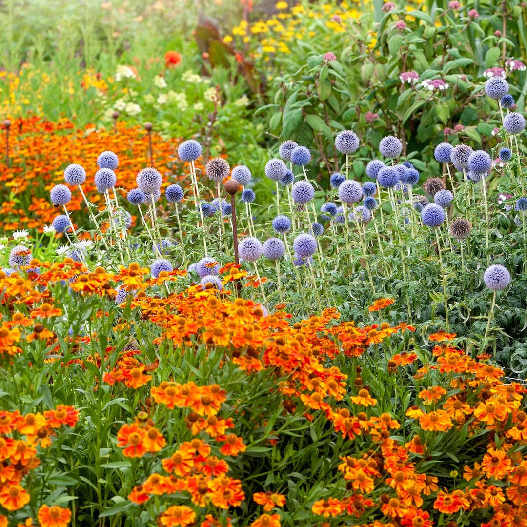 Perennial Flower Seeds for Planting – Heirloom, Non-GMO, High Germination Organic Garden Seeds