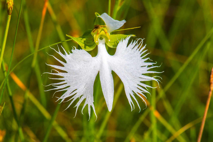 White Egret Orchids Flower Seeds for Planting – Heirloom, Non-GMO, High Germination, Garden Favorite