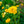 Yellow Stratheden Flower Seeds for Planting – Heirloom & Non-GMO Garden Seeds