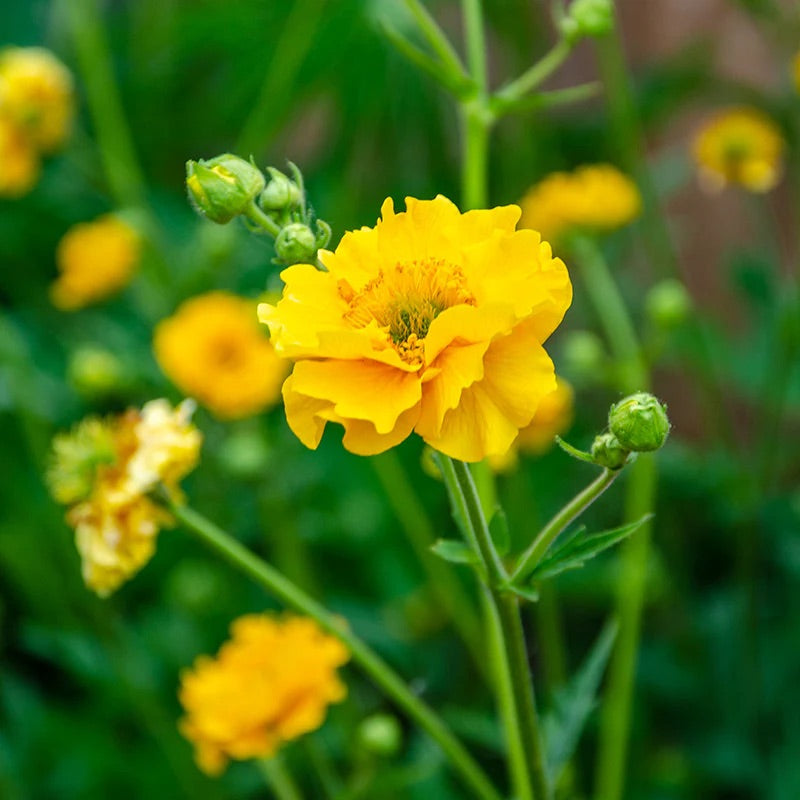 Yellow Stratheden Flower Seeds for Planting – Heirloom & Non-GMO Garden Seeds