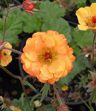 Geum Flower Seeds for Planting – Heirloom, Non-GMO, Low Maintenance Organic Garden Seeds