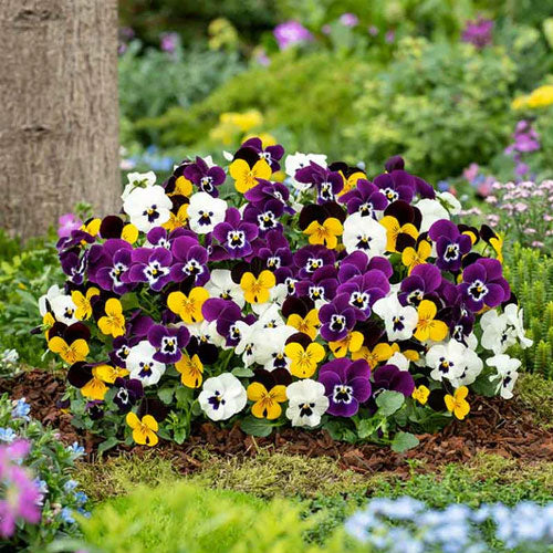 Heirloom Pansy Flower Seeds for Planting – Non-GMO, Compact Growth, High Germination Organic Garden Seeds
