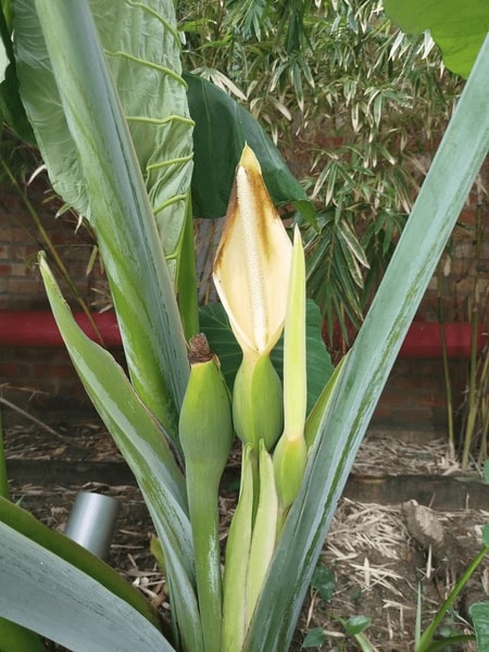 Alocasia Macrorrhiza Flower Seeds for Planting – Heirloom Non-GMO, High Germination Organic Garden Seeds