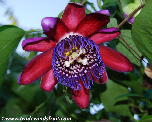 Riesen Granadilla Flower Seeds for Planting – Heirloom Non-GMO, High Germination Organic Garden Seeds