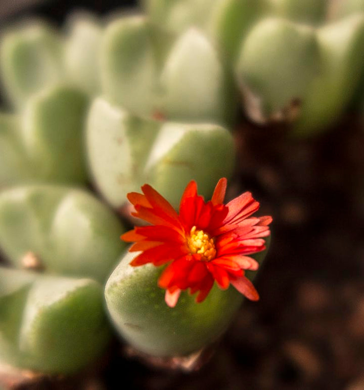 Red Conophytum Flower Seeds for Planting – Heirloom Non-GMO, Shade Tolerant High Germination Organic Seeds