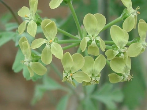 Green Pelargonium Flower Seeds for Planting – Heirloom, Non-GMO, Easy to Grow, High Germination Seeds