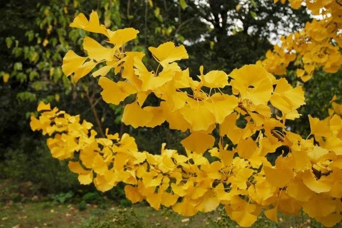 Yellow Maidenhair Flower Seeds for Planting – Heirloom, Non-GMO, Bright Blooms, High Germination Seeds