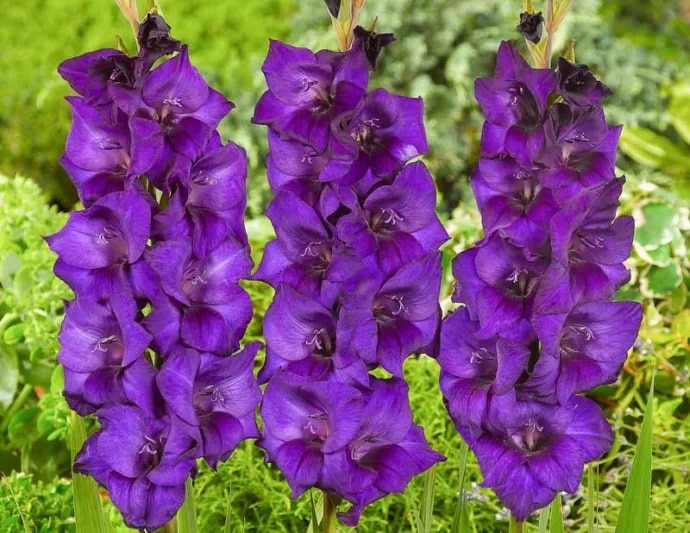 Dark Purple Gladiolus Flower Seeds for Planting – Heirloom, Non-GMO, Bright Blooms, High Germination