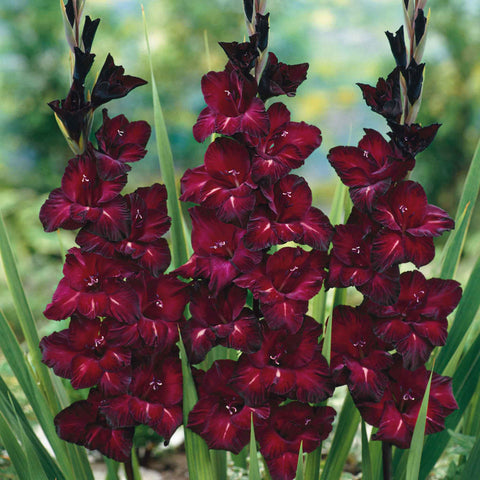 Flower Seeds, Seeds,Seeds For Planting,Plant Seeds