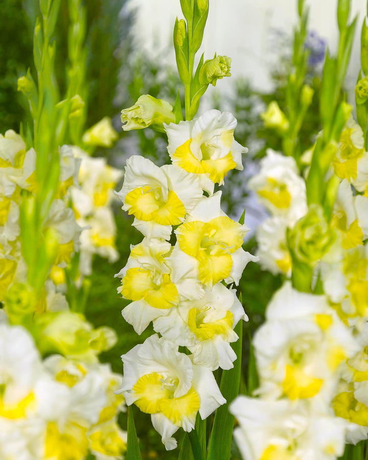 Flower Seeds, Seeds,Seeds For Planting,Plant Seeds