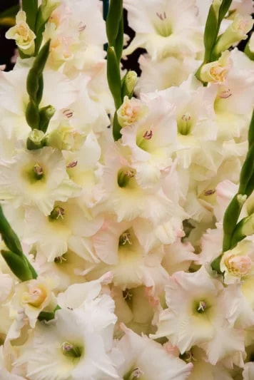 Cream White Gladiolus Flower Seeds for Planting – Heirloom, Non-GMO, High Germination Organic Garden Seeds