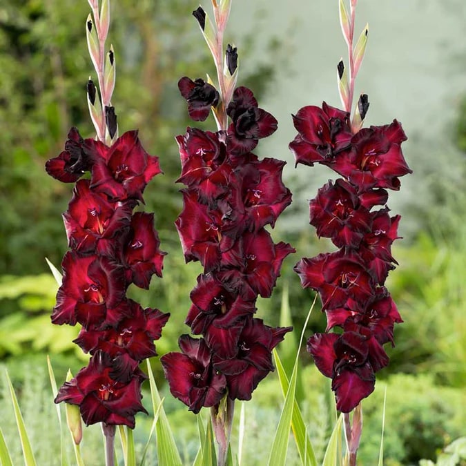 Burgundy Gladiolus Flower Seeds for Planting – Heirloom, Non-GMO, Compact Growth, High Germination