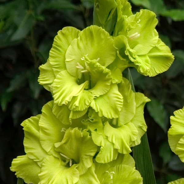 Green Gladiolus Flower Seeds for Planting – Heirloom, Non-GMO, High Germination Organic Garden Seeds for Pollinator-Friendly Gardens