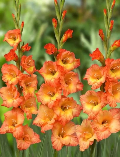 Yellow Orange Gladiolus Flower seeds for Planting – Colorful Display, Heirloom, Non-GMO Home Garden