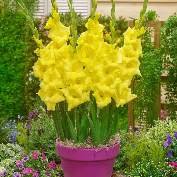 Yellow Gladiolus Flower Seeds for Planting – Heirloom Non-GMO, High Germination Organic Garden Seeds