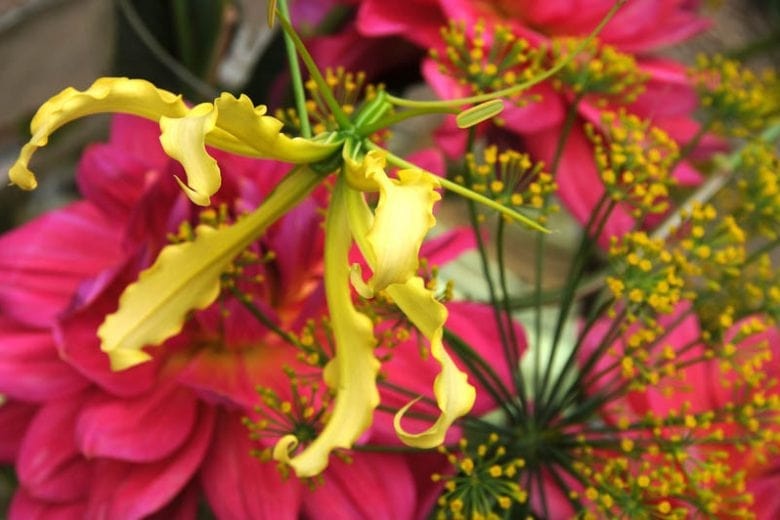 Gloriosa Lutea Flower Seeds for Planting – Heirloom, Non-GMO, High Germination Organic Garden Seeds