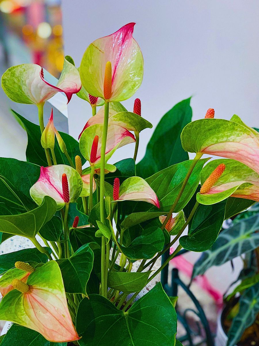 Green Pink Anthurium Andraeanum Flower Seeds for Planting – Heirloom, Non-GMO, Long Bloom Season
