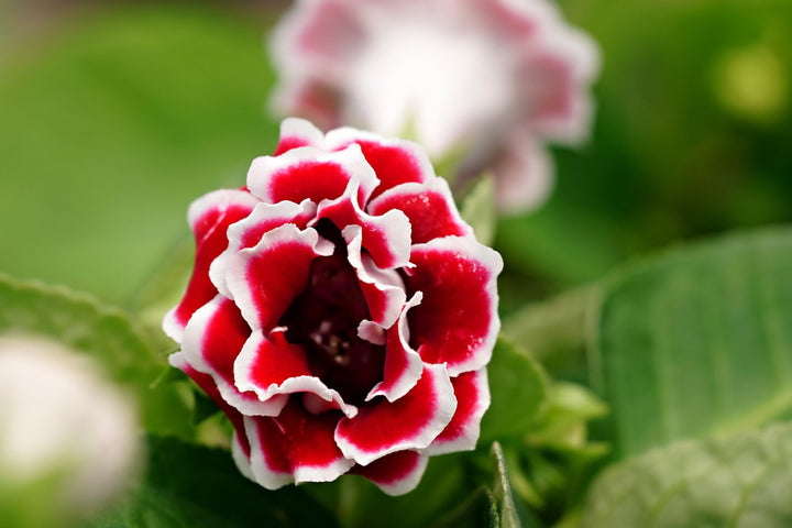 White Red Gloxinia Flower Seeds for Planting – Heirloom, Non-GMO, High Germination Organic Garden Seeds