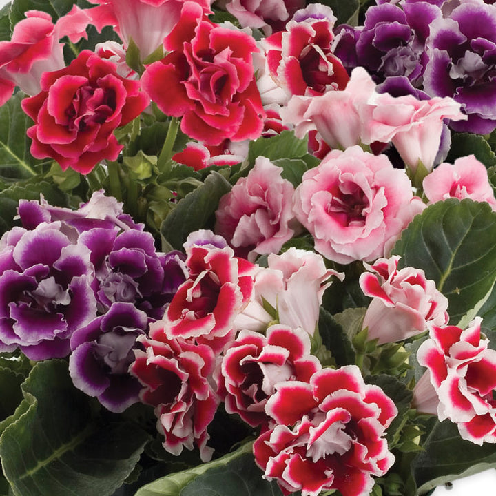 Mixed Colour Gloxinia Flower Seeds for Planting – Heirloom, Non-GMO, High Germination Organic Garden Seeds