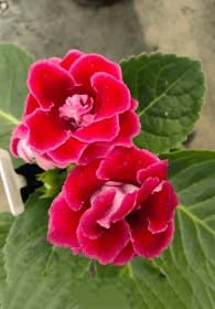 Red Gloxinia Sinningia Flower Seeds for Planting – Heirloom, Non-GMO, Easy to Grow, High Germination