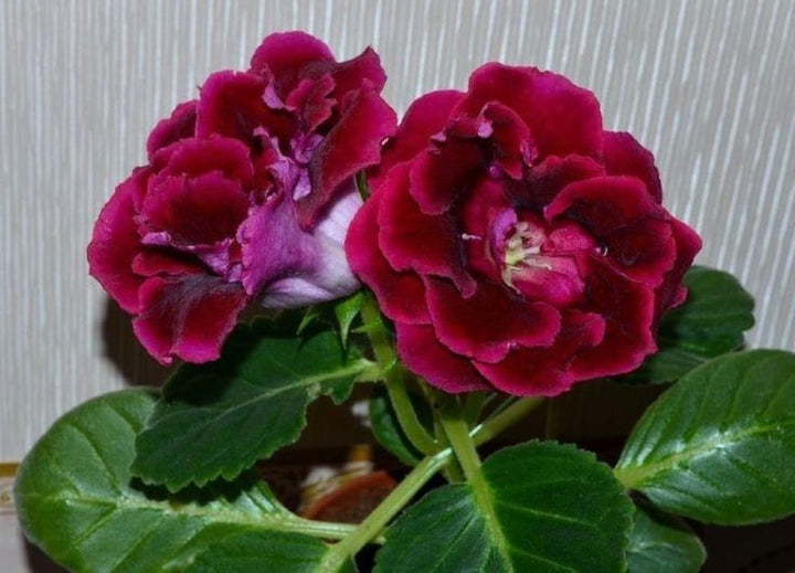 Maroon Gloxinia Flower Seeds for Planting – Heirloom, Non-GMO, Vibrant Colors, High Germination