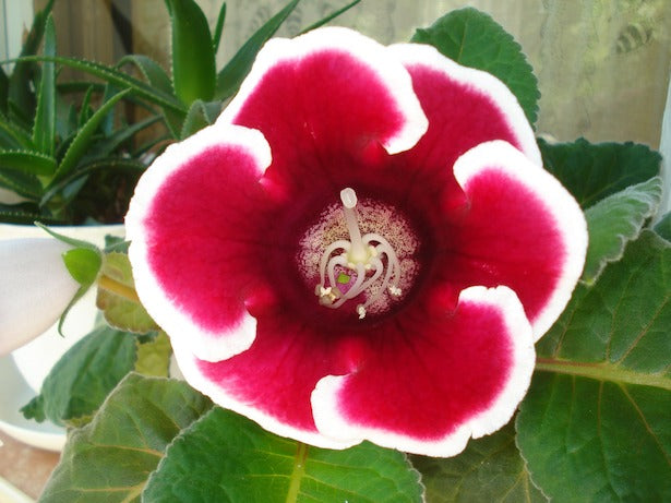 Flower Seeds, Seeds,Seeds For Planting,Plant Seeds