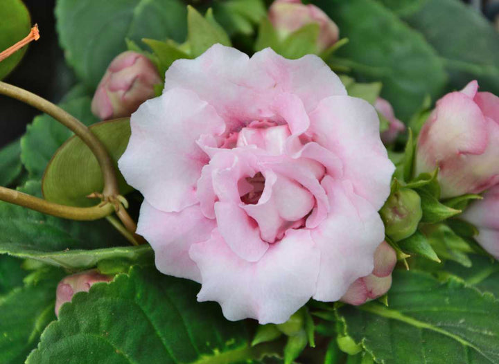 Light Pink Gloxinia Flower Seeds for Planting – Heirloom Non-GMO High Germination Organic Garden Seeds