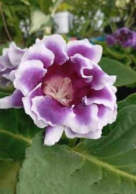 Purple White Gloxinia Flower Seeds for Planting – Heirloom, Non-GMO, Compact Growth, High Germination