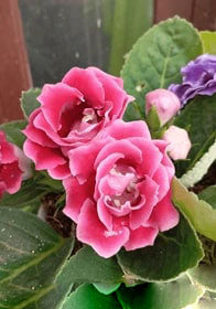 Pink White Gloxinia Flower Seeds for Planting – Heirloom, Non-GMO, High Germination Garden Seeds