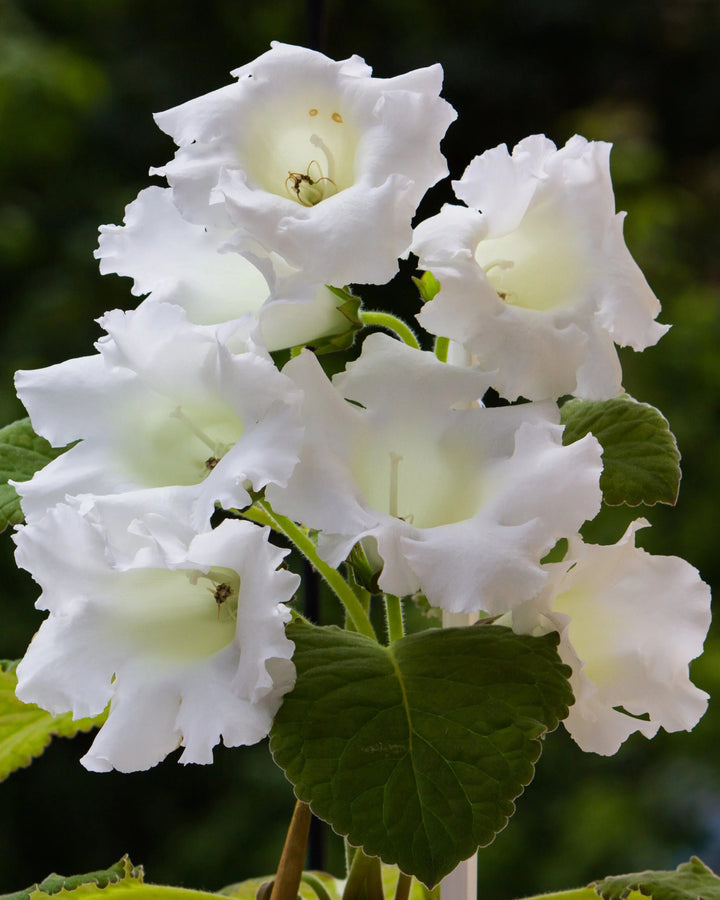 White Gloxinia Flower Seeds for Planting – Heirloom Non-GMO, High Germination Organic Garden Seeds