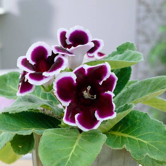 Burgundy Gloxinia Flower Seeds for Planting – Heirloom, Non-GMO, Compact Growth, High Germination