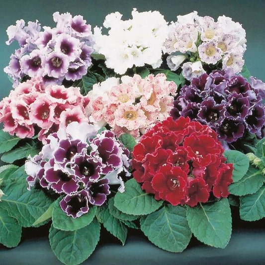 Mixed Color Gloxinia Flower Seeds for Planting – Vibrant Blooms, Heirloom, Non-GMO, High Germination Organic Garden Seeds