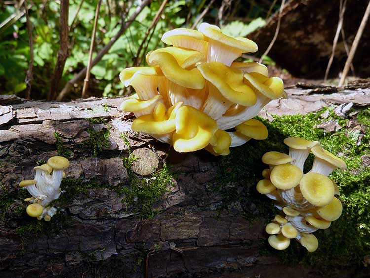 Oyster Mushroom Spores for Planting – Heirloom, Non-GMO, Gourmet Edible Fungi – High Germination