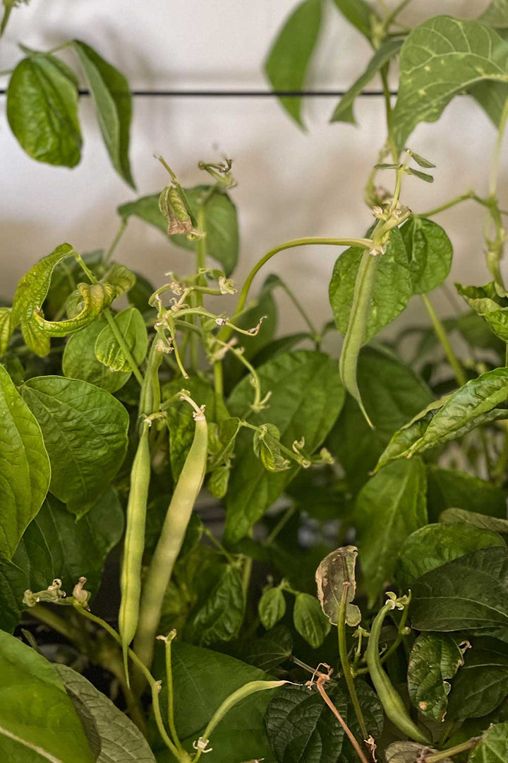 Organic Gold Rush Bean Seeds for Planting – Heirloom, Non-GMO, Yellow Snap Vegetable – High Germination