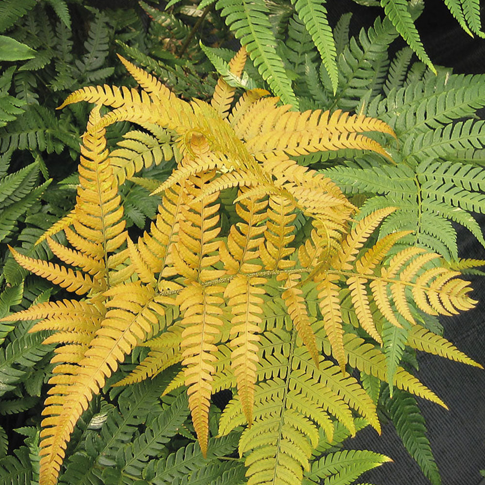 Fern Yellow Seeds for Planting – Fragrant Blossoms, Heirloom, Non-GMO, High Germination